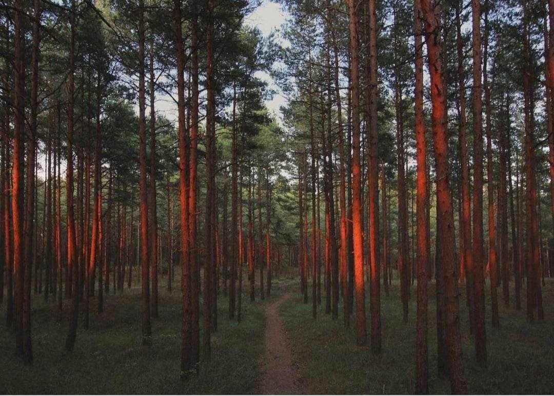 Gintarautojai Hotel Palanga Buitenkant foto